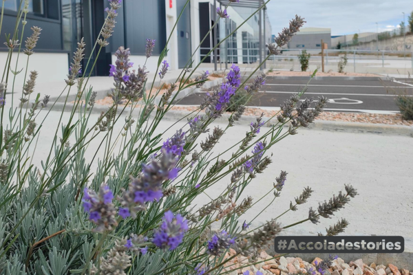 Accolade Stories #6 - Flora en nuestros parques